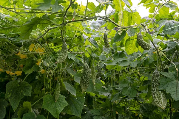 Güzel Yeşillik Fotoğraf Sahnesi Salatalık Acı Sebze Yetiştirme Çiftlikte — Stok fotoğraf