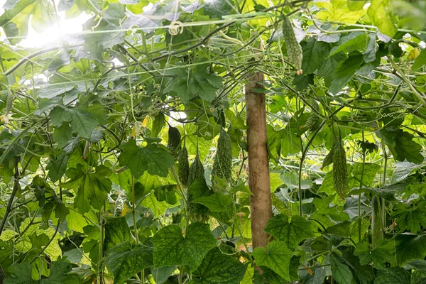 Hermosa Vegetación Fotografía Escena Del Cultivo Pepino Verduras Calabaza Amarga — Foto de Stock