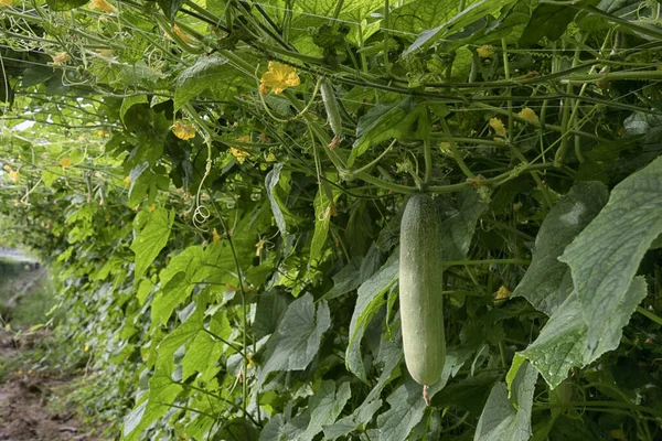 Bela Cena Fotografia Verde Pepino Cultivo Verduras Amargas Fazenda — Fotografia de Stock