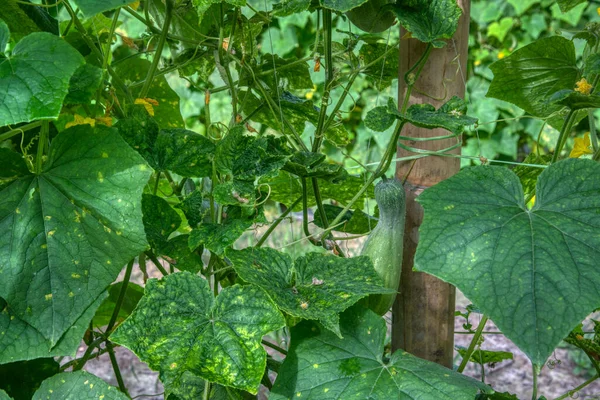 Όμορφο Πράσινο Φωτογραφία Σκηνή Της Καλλιέργειας Αγγούρι Πικρή Κολοκύθα Λαχανικά — Φωτογραφία Αρχείου