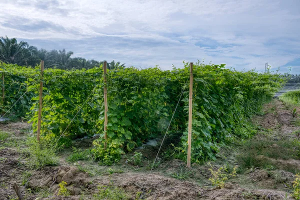 Schöne Grünfotoszene Des Gurken Oder Bittergurkenanbaus Auf Dem Bauernhof — Stockfoto