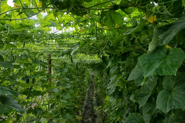 农场里黄瓜或苦瓜蔬菜种植的美丽的绿色照片场景 — 图库照片
