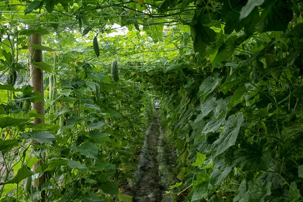 Bella Scena Fotografica Verde Del Cetriolo Zucca Amara Coltivazione Verdure — Foto Stock