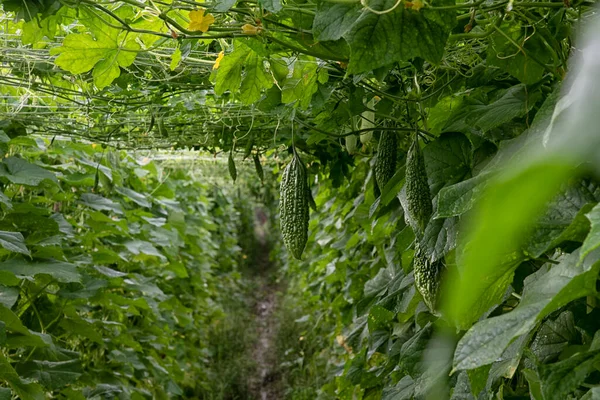 农场里黄瓜或苦瓜蔬菜种植的美丽的绿色照片场景 — 图库照片