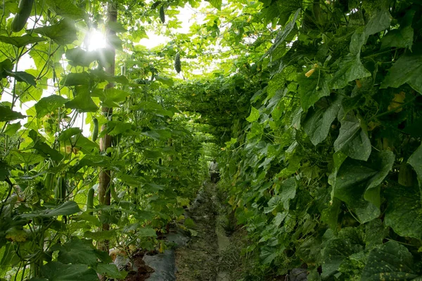 农场里黄瓜或苦瓜蔬菜种植的美丽的绿色照片场景 — 图库照片