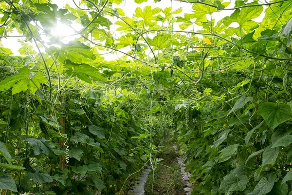 Gyönyörű Zöld Fénykép Jelenet Uborka Vagy Keserű Tök Zöldség Termesztés — Stock Fotó