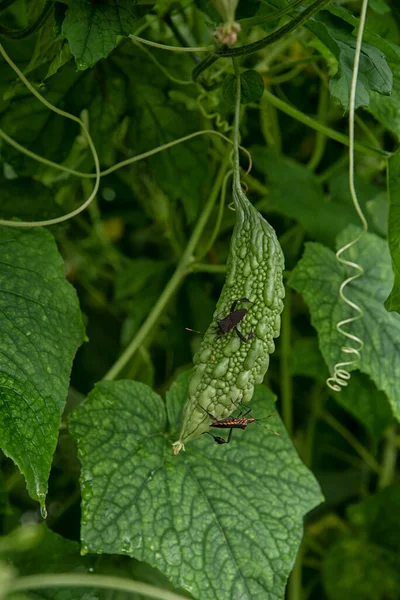 Leptoglossus Gonagra Arrastrándose Alrededor Fruta Amarga Calabaza — Foto de Stock