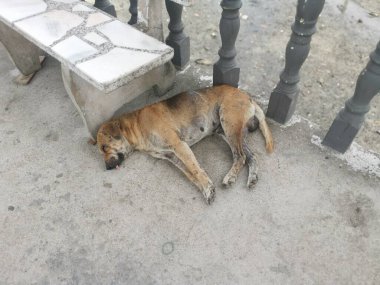 Sokak köpeği beton iskelede uyuyor..