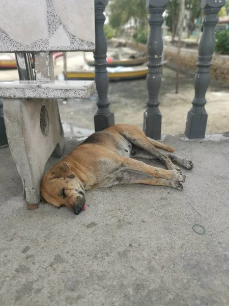 流浪狗睡在混凝土防波堤上 — 图库照片