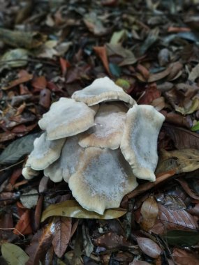 Soluk brittlestem mantar kümesi