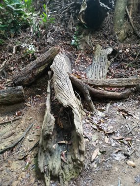 Yağmur ormanlarında yerde büyük çürümüş ağaç gövdesi..