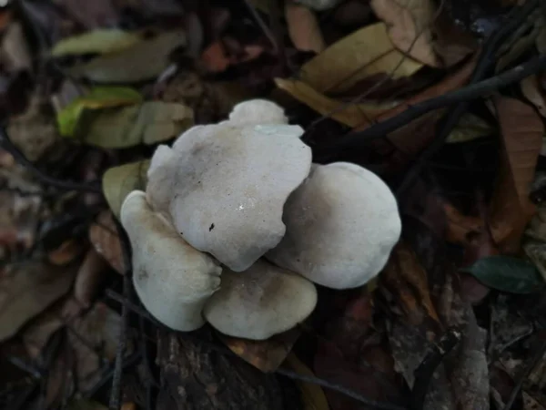 Cluster Des Hellen Schlankstammpilzes — Stockfoto