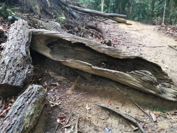 Grand Tronc Arbre Décomposition Sur Sol Dans Forêt Tropicale — Photo