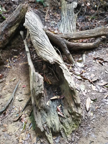 우림의 땅에서 나무줄기 — 스톡 사진