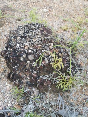 Vahşi Staghorn yosunları kumlu zeminde yetişiyor..
