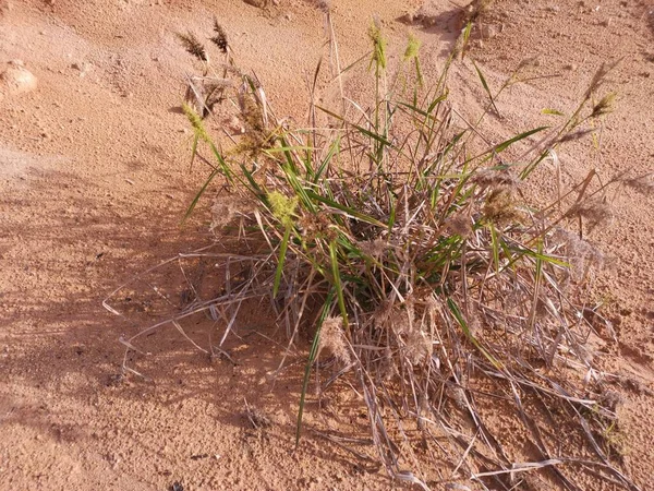 Grappe Pâturin Sauvage Sur Sol Sec Sablonneux — Photo