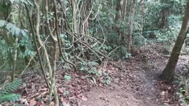 Çalı tropikal yağmur ormanı çevresindeki görüntüler.