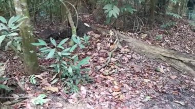 Çalı tropikal yağmur ormanı çevresindeki görüntüler.