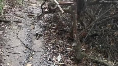 Çalı tropikal yağmur ormanı çevresindeki görüntüler.