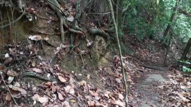 Çalı tropikal yağmur ormanı çevresindeki görüntüler.