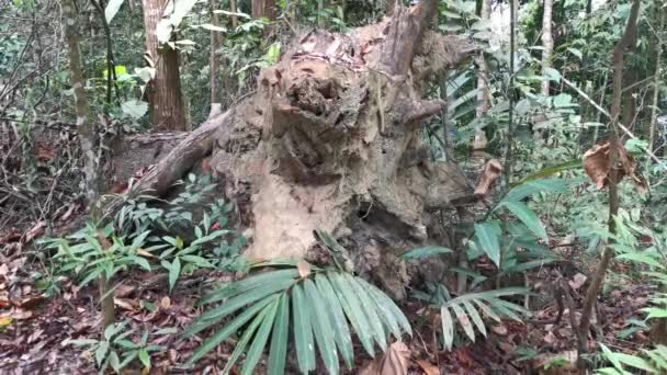 Filmati Intorno Folto Ambiente Della Foresta Pluviale Tropicale — Video Stock