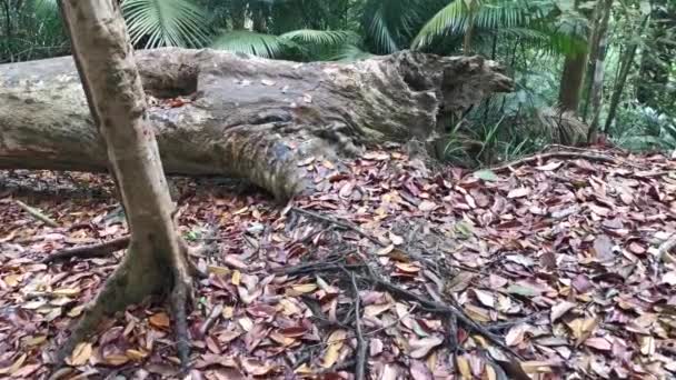 Rekaman Sekitar Lingkungan Hutan Hujan Tropis Lebat — Stok Video