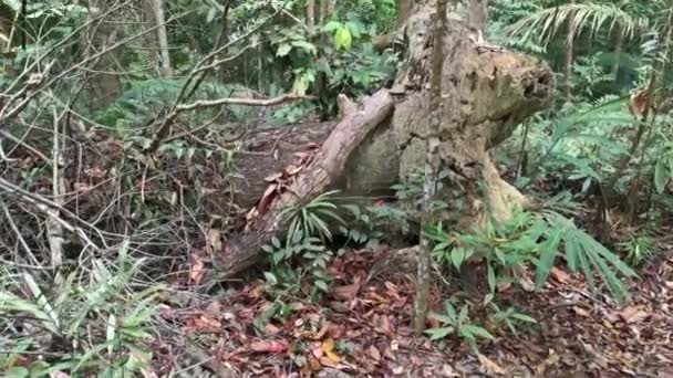 Filmati Intorno Folto Ambiente Della Foresta Pluviale Tropicale — Video Stock
