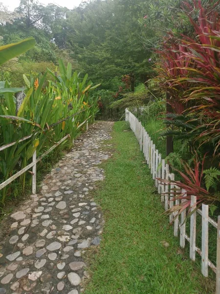 Greenery Garden Walk Path Way Park — Stock Photo, Image