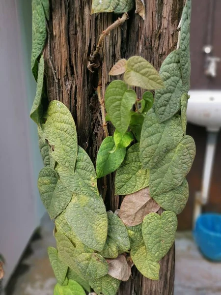 Ficus Villosa Feuillu Sauvage Plante Rampante — Photo