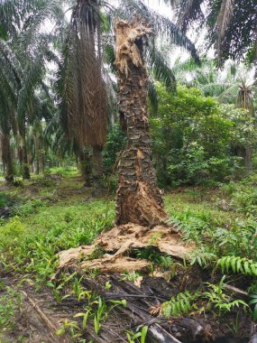 Ekinlikte çürüyen ya da çürüyen bir yağ ağacı.