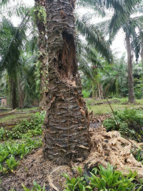 Ekinlikte çürüyen ya da çürüyen bir yağ ağacı.