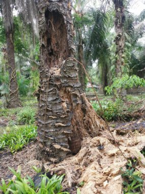 Ekinlikte çürüyen ya da çürüyen bir yağ ağacı.