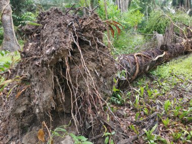 Ekinlikte çürüyen ya da çürüyen bir yağ ağacı.