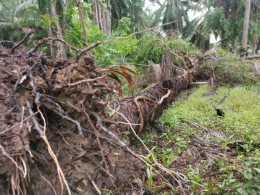 Ekinlikte çürüyen ya da çürüyen bir yağ ağacı.