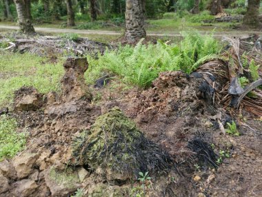 Ekinlikte çürüyen ya da çürüyen bir yağ ağacı.