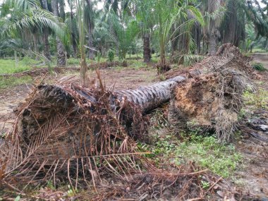 Ekinlikte çürüyen ya da çürüyen bir yağ ağacı.