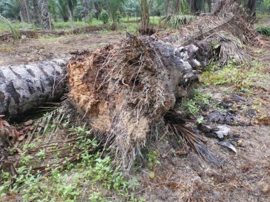 Ekinlikte çürüyen ya da çürüyen bir yağ ağacı.
