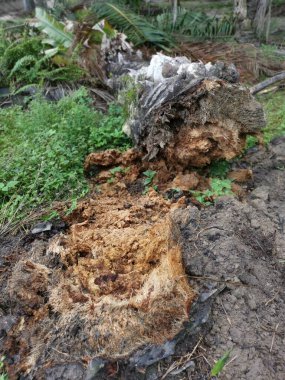 Ekinlikte çürüyen ya da çürüyen bir yağ ağacı.