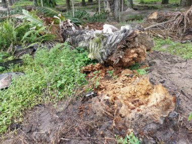 Ekinlikte çürüyen ya da çürüyen bir yağ ağacı.