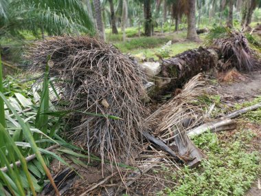 Ekinlikte çürüyen ya da çürüyen bir yağ ağacı.