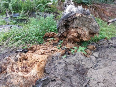 Ekinlikte çürüyen ya da çürüyen bir yağ ağacı.