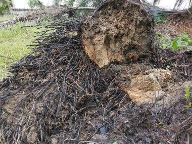 Ekinlikte çürüyen ya da çürüyen bir yağ ağacı.