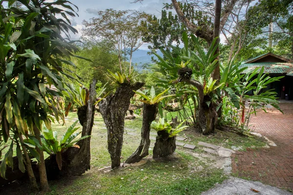 Perak Malaysia September 2022 Schöne Landschaft Der Üppigen Oder Grünen — Stockfoto