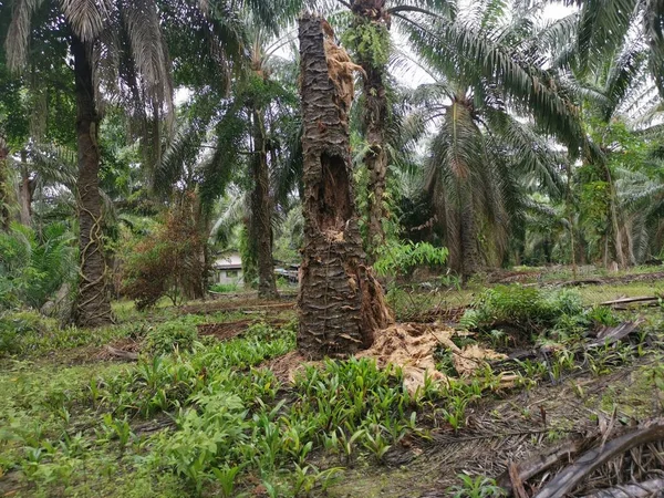 Palmeira Óleo Decomposição Decomposição Plantação — Fotografia de Stock