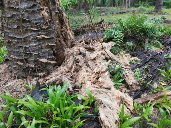 Gnijące Lub Gnijące Palmy Olejowe Plantacji — Zdjęcie stockowe