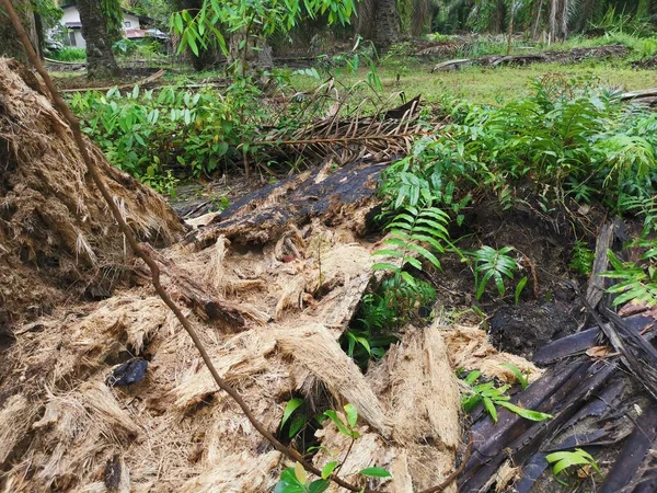 Palma Aceitera Descomposición Podrida Plantación —  Fotos de Stock
