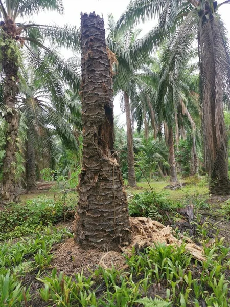 Decaying Rotting Oil Palm Tree Plantation — Stock Photo, Image