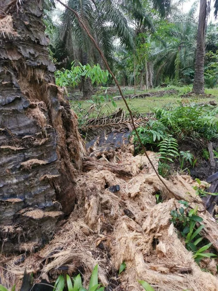 Palmeira Óleo Decomposição Decomposição Plantação — Fotografia de Stock