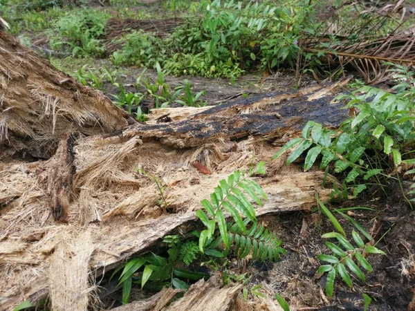 Decaying Rotting Oil Palm Tree Plantation — Stock Photo, Image