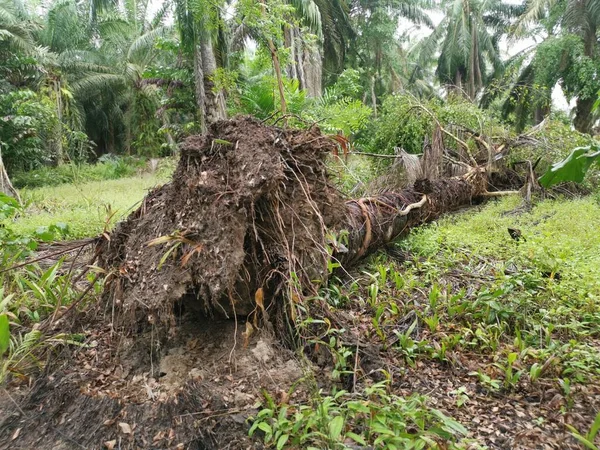 Palmeira Óleo Decomposição Decomposição Plantação — Fotografia de Stock